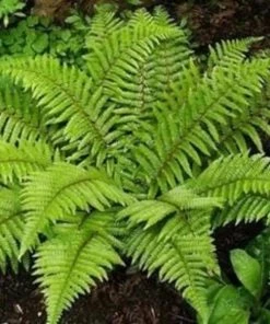 Garden Goods Direct Tassel Fern Perennials 7 Garden Goods Direct Tassel Fern Perennials