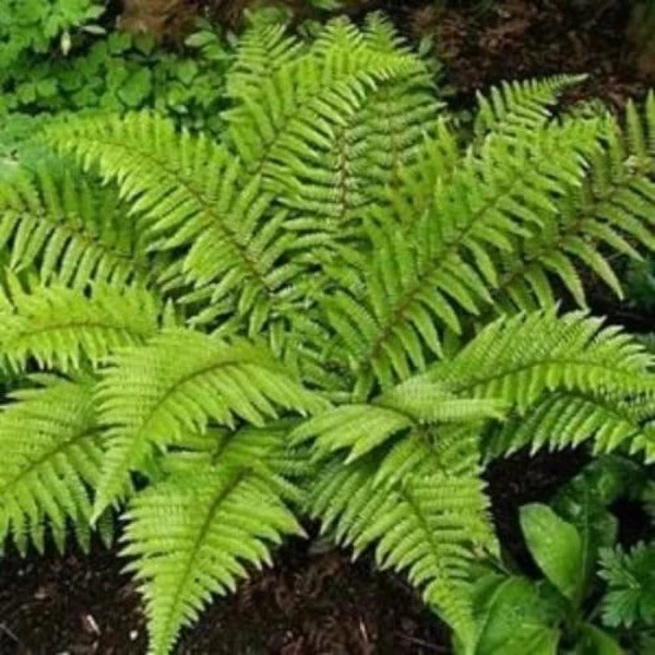 Garden Goods Direct Tassel Fern Perennials 4 Garden Goods Direct Tassel Fern Perennials