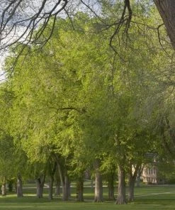 Garden Goods Direct Princeton Elm Tree