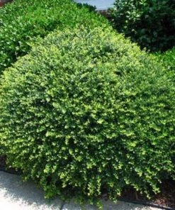 Garden Goods Direct Compact Japanese Holly 7 Garden Goods Direct Compact Japanese Holly