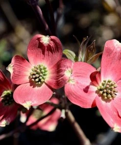 Garden Goods Direct Cherokee Chief Dogwood Trees