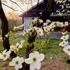 Garden Goods Direct Trees White Dogwood