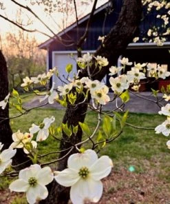 Garden Goods Direct Trees White Dogwood