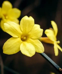 Garden Goods Direct Winter Jasmine