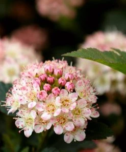 Garden Goods Direct Shrubs Proven Winners® Color Choice® Tiny Wine® Ninebark