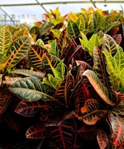 Garden Goods Direct House Plants Croton Petra