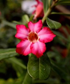 Garden Goods Direct House Plants Desert Rose Plants