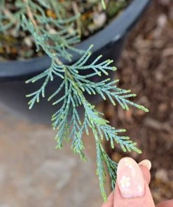 Garden Goods Direct Skyrocket Juniper
