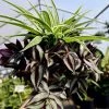 Garden Goods Direct Spider Plant Wandering Jew Combo Pot House Plants