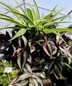 Garden Goods Direct Spider Plant Wandering Jew Combo Pot House Plants