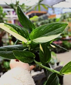 Garden Goods Direct Philodendron Cobra House Plants