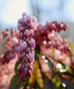 Garden Goods Direct Shrubs Pieris Katsura