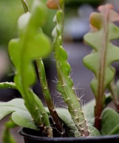 Garden Goods Direct Ric Rac Cactus House Plants