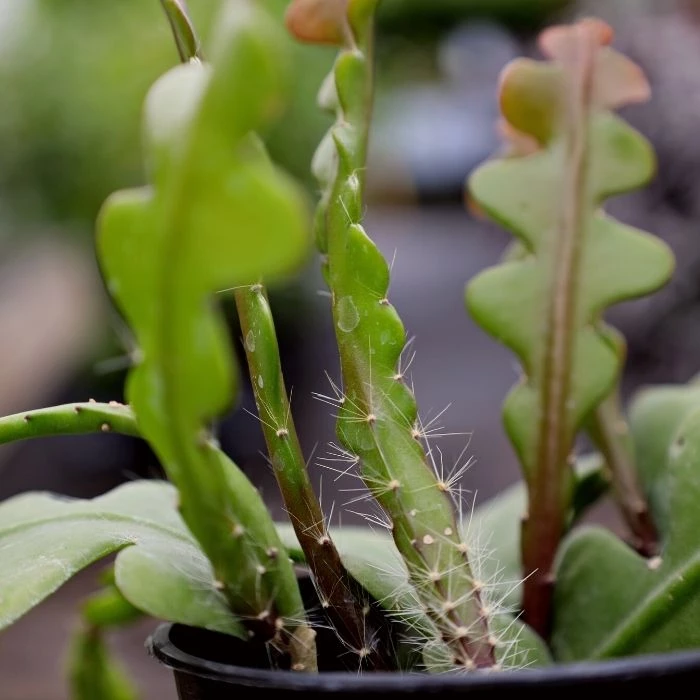 Garden Goods Direct Ric Rac Cactus House Plants 2 Garden Goods Direct Ric Rac Cactus House Plants