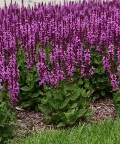 Garden Goods Direct Salvia Rose Marvel Perennials