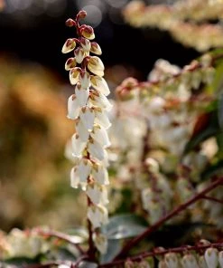 Garden Goods Direct Pieris Mountain Fire