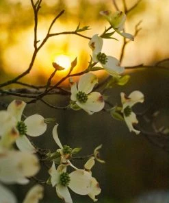 Garden Goods Direct Trees Cherokee Princess Dogwood