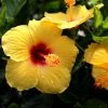 Garden Goods Direct Yellow Hibiscus House Plants