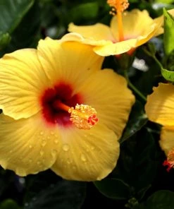 Garden Goods Direct Yellow Hibiscus House Plants