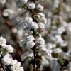 Garden Goods Direct Bridal Wreath Spirea Shrubs
