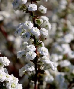 Garden Goods Direct Bridal Wreath Spirea Shrubs