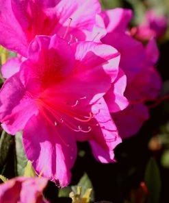 Garden Goods Direct Proven Winners® Color Choice® Bloom-A-Thon® Lavender Azalea