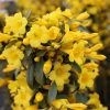 Garden Goods Direct Shrubs Carolina Jessamine