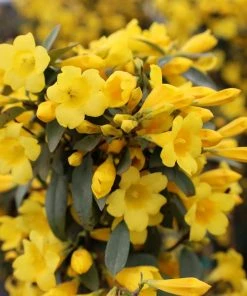 Garden Goods Direct Shrubs Carolina Jessamine