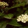 Garden Goods Direct Chindo Viburnum