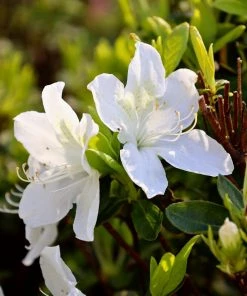 Garden Goods Direct Delaware Valley White Azalea Shrubs