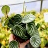 Garden Goods Direct House Plants Watermelon Peperomia