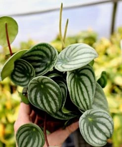 Garden Goods Direct House Plants Watermelon Peperomia