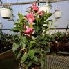 Garden Goods Direct Pink Mandevilla
