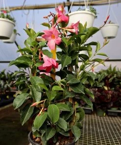 Garden Goods Direct Pink Mandevilla