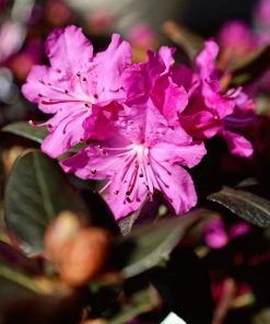 Garden Goods Direct PJM Rhododendron 7 Garden Goods Direct PJM Rhododendron