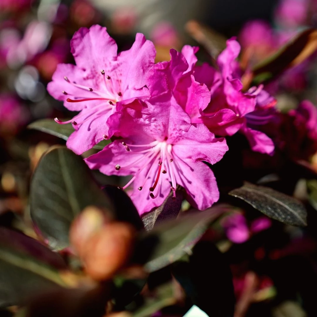 Garden Goods Direct PJM Rhododendron 3 Garden Goods Direct PJM Rhododendron