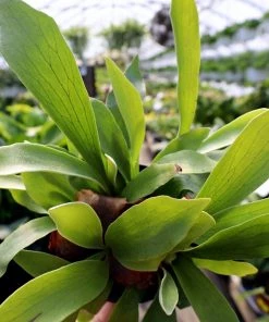 Garden Goods Direct House Plants Staghorn Fern