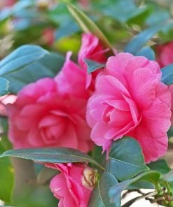 Garden Goods Direct April Kiss Camellia Shrubs