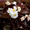 Garden Goods Direct Bronze Leaf White Begonia Annuals
