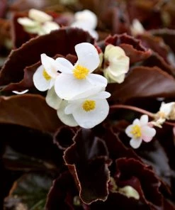 Garden Goods Direct Bronze Leaf White Begonia Annuals