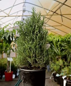 Garden Goods Direct Rosemary Tuscan Blue Perennials