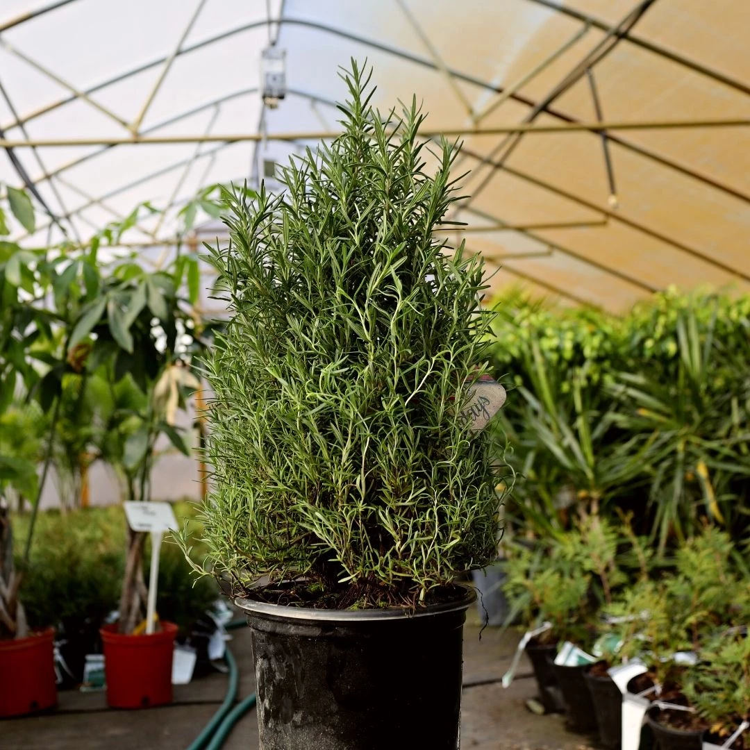 Garden Goods Direct Rosemary Tuscan Blue Perennials 1 Garden Goods Direct Rosemary Tuscan Blue Perennials