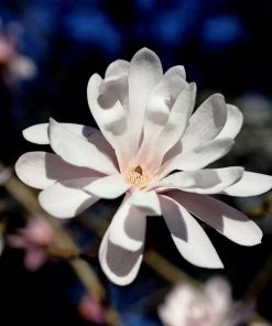 Garden Goods Direct Royal Star Magnolia 8 Garden Goods Direct Royal Star Magnolia
