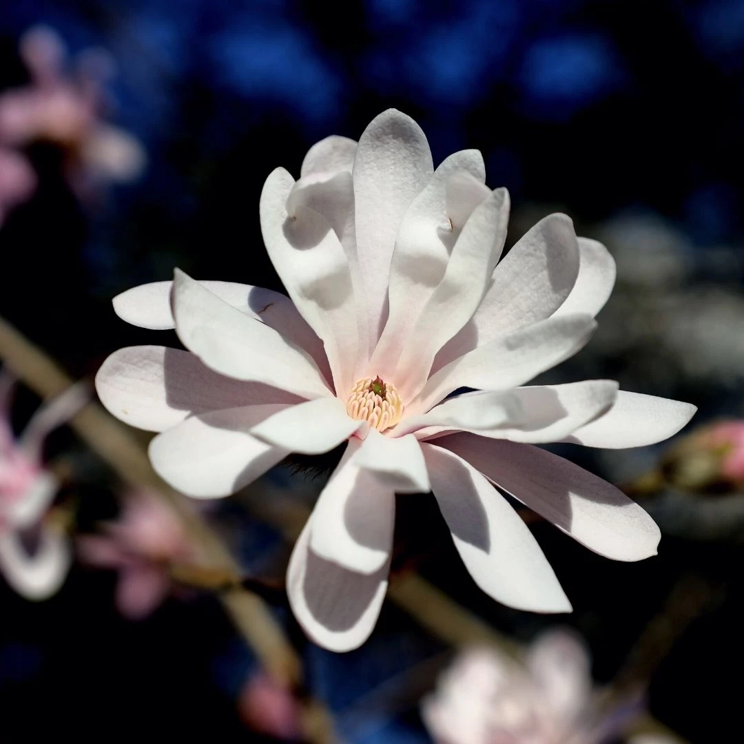 Garden Goods Direct Royal Star Magnolia 3 Garden Goods Direct Royal Star Magnolia