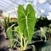 Garden Goods Direct House Plants Alocasia Frydek