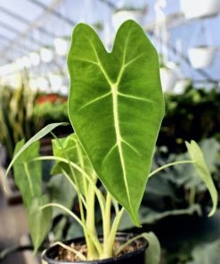 Garden Goods Direct House Plants Alocasia Frydek