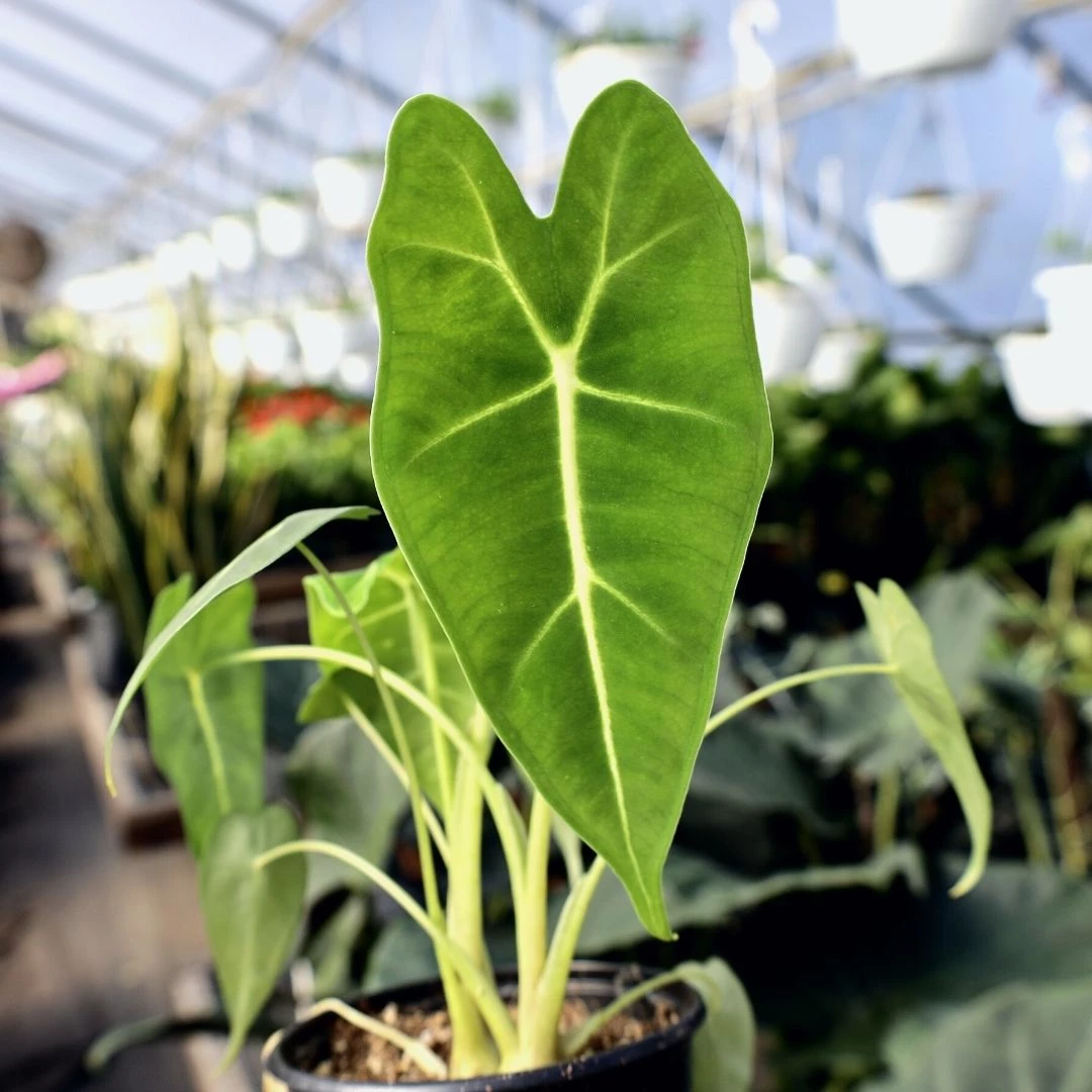 Garden Goods Direct House Plants Alocasia Frydek 1 Garden Goods Direct House Plants Alocasia Frydek