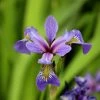 Garden Goods Direct Blue Flag Iris Perennials