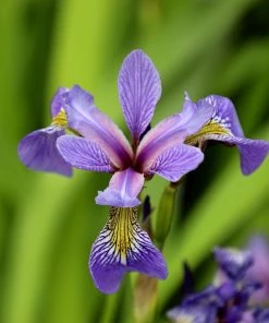 Garden Goods Direct Blue Flag Iris Perennials