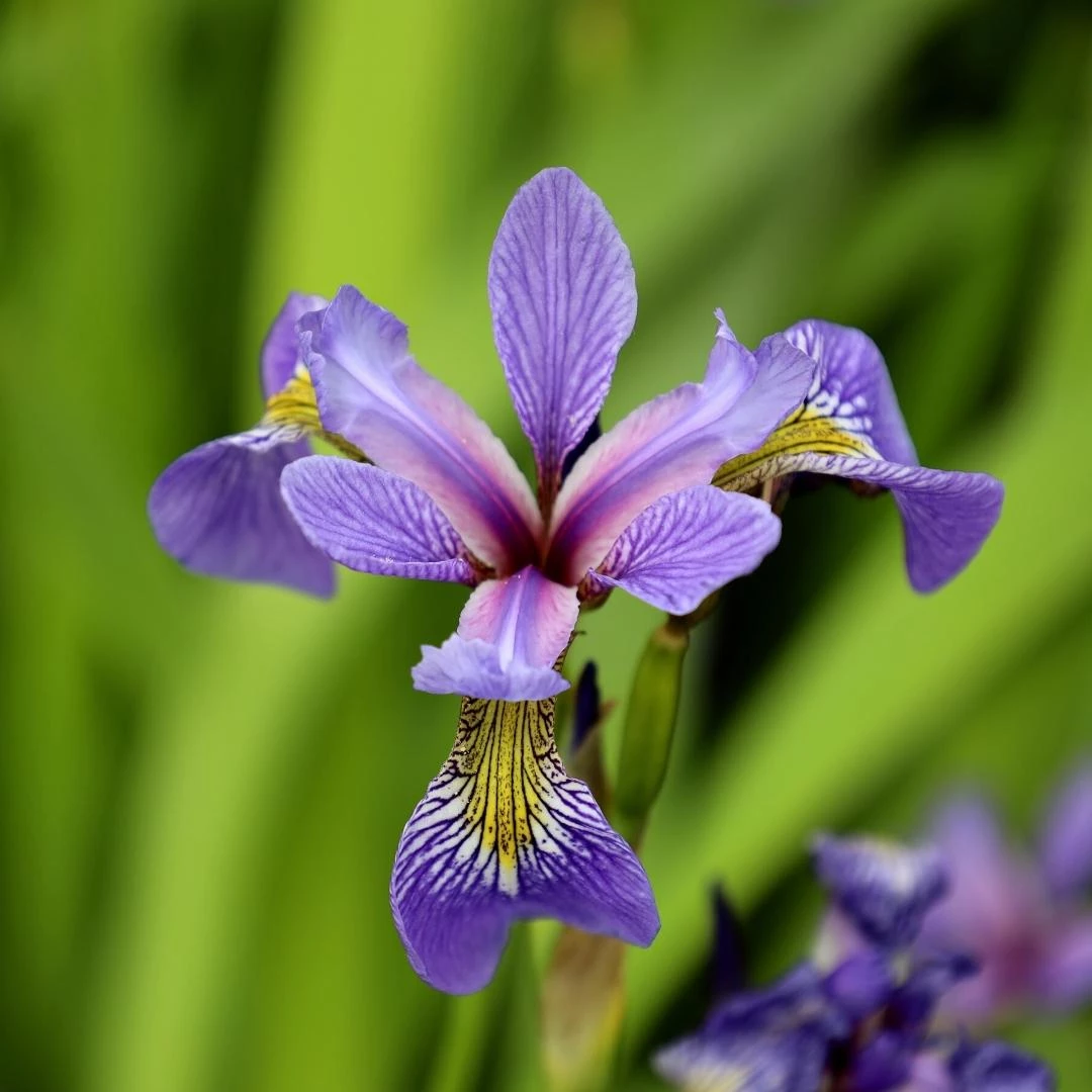 Garden Goods Direct Blue Flag Iris Perennials 1 Garden Goods Direct Blue Flag Iris Perennials